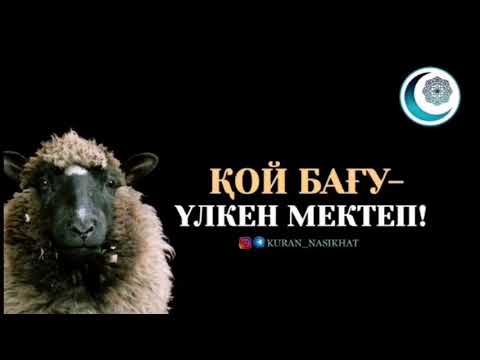 Видео: Қой бағу адамды қандай қасиеттерге тәрбиелейді