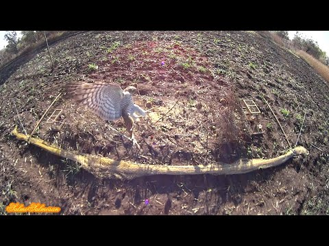 Видео: Полювання на хижих птахів у дикій природі.