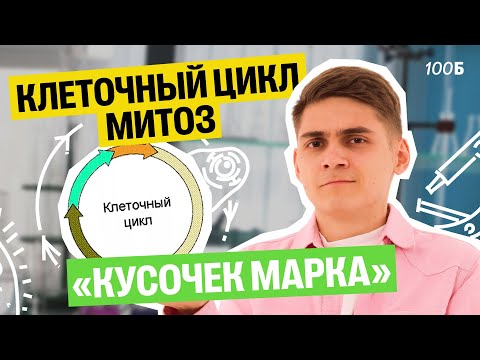 Видео: Клеточный цикл. Митоз — ИНТЕНСИВ КУСОЧЕК МАРКА  | Марк Ламарк | 100балльный репетитор