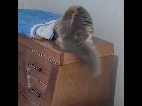 Видео: #cat #видосыоткота 😽