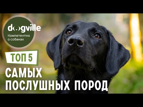 Видео: ТОП 5 ПОСЛУШНЫХ пород собак