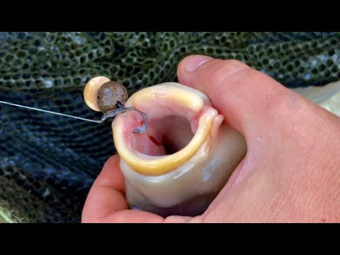 Видео: Флюорокарбоновый поводок для ловли карпа! САМЫЙ ЗАСЕКАЕМЫЙ ПОВОДОК НА КАРПА, ЗАБУДЬ ПРО СХОДЫ!