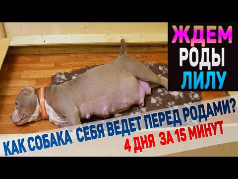 Видео: Ждем вместе роды у собаки Американский Булли