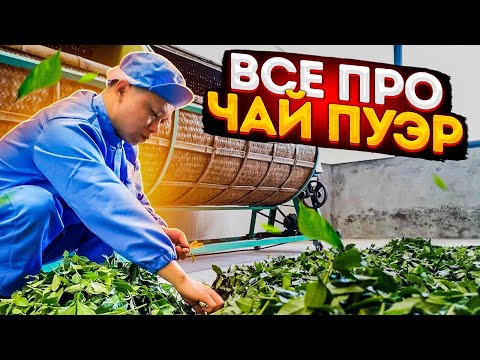 Видео: Вся правда о чае пуэр | чем шу пуэр отличается от шен пуэра | как производят пуэр | эффект от пуэра
