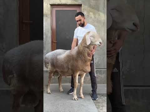 Видео: 29 октября 2025 г.