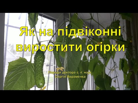 Видео: Як на підвіконні виростити огірки