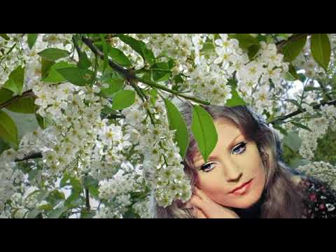 Видео: Ялгыз шомырт. Зифа Нагаева.