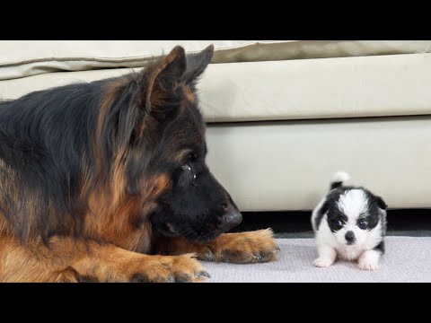 Видео: Щенок реагирует на первую встречу с немецкой овчаркой | Попробуйте не засмеяться!