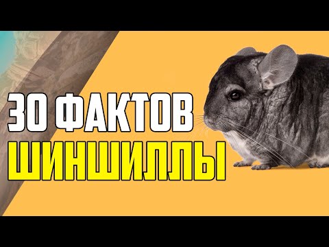 Видео: 30 ИНТЕРЕСНЫХ ФАКТОВ ПРО ШИНШИЛЛ