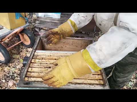 Видео: 5.10.2025. Если в семье пчёл упало 2-3 тысячи клеща. Это приговор? 