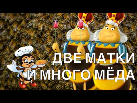 Видео: ВСЕГДА ДВЕ МАТКИ И МНОГО ПЧЁЛ