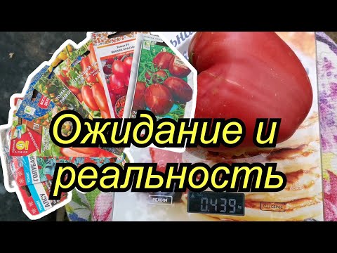 Видео: Обзор сортов томатов в теплице в Московской области.
