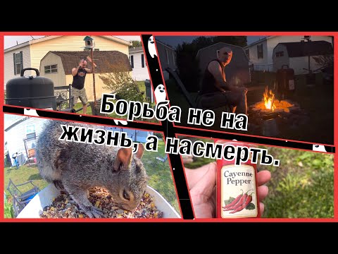 Видео: VLOG #12. Дали перца. Ловим грабителя. Готовимся к суровой зиме? Эвелину лучше не злить.