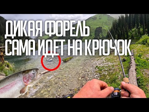 Видео: Рыбалка в горах Казахстана. Дикая форель и нереальные виды!