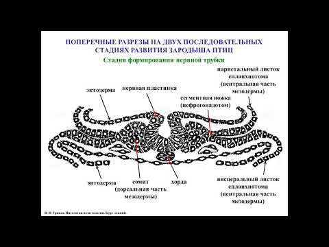 Видео: Общий обзор гистогенеза