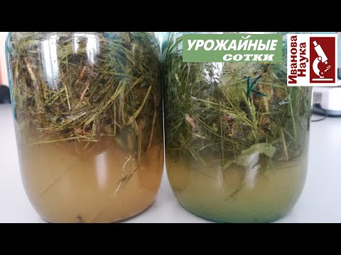 Видео: Главный СЕКРЕТ лучшего натурального удобрения всех времен! Оптимизация рецепта зеленого удобрения.