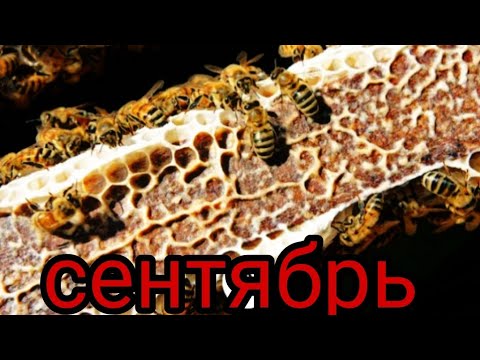 Видео: стоит ли  кормить пчёл  в сентябре или нет-подкормка пчёл сиропом/как кормить пчёл