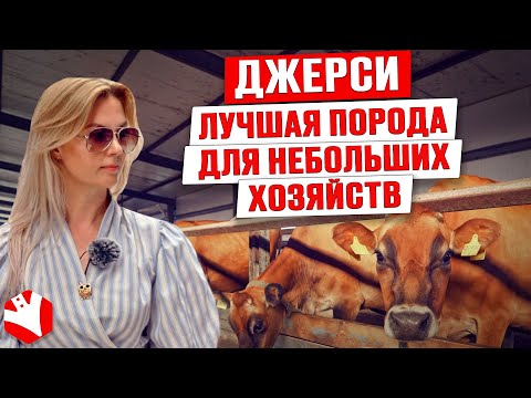 Видео: Джерси - лучшая порода для небольших хозяйств! | Молочное животноводство