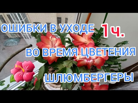 Видео: ШЛЮМБЕРГЕРА. ОШИБКИ В УХОДЕ ВО ВРЕМЯ ЦВЕТЕНИЯ! (.. УЧИМСЯ ВЫРАЩИВАТЬ ВМЕСТЕ! 1Ч.)