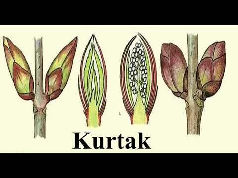 Видео: Kurtak / Куртак 6 Biologiya 12-Mavzu