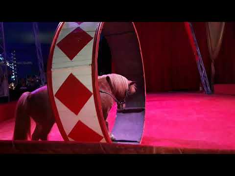 Видео: Цирк ''Арена'' в Бургас 2020. Свилен Кехайов с понитата Мартин, Поля, Фиона и Мелани. Circus Arena