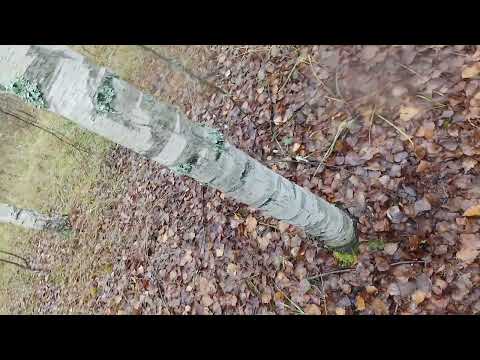 Видео: 23 октября 2025 г.
