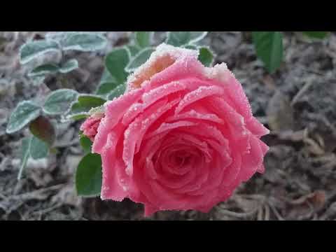 Видео: РОЗЫ ТОП-5 лососево-коралловых #розы