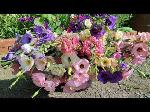 Видео: срезаю цветы на продажу 2023 год