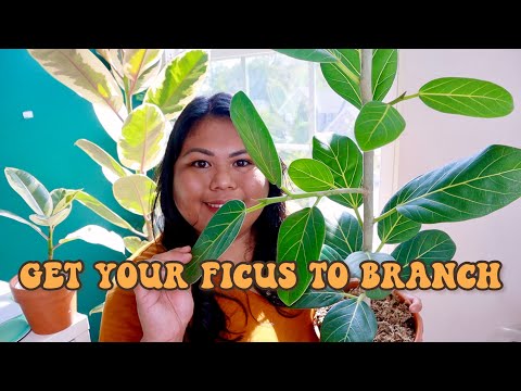 Видео: КАК заставить ваш фикус ВЕТВИТЬСЯ МЕНЕЕ ЧЕМ ЗА 3 МЕСЯЦА! с обновлениями и реальными результатами!