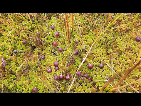 Видео: Сбор клюквы. Осень 2022 . День первый.