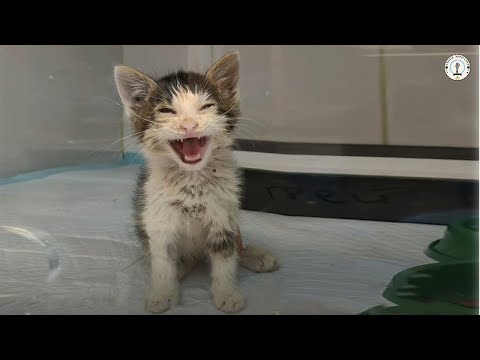 Видео: Найденный слепым и весом 330 граммов, он закричал, как только к его глазам вернулся свет.