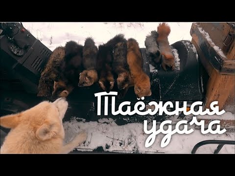 Видео: Таёжная удача