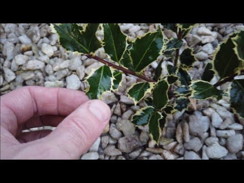 Видео: Посадка падубов вместо гортензий!