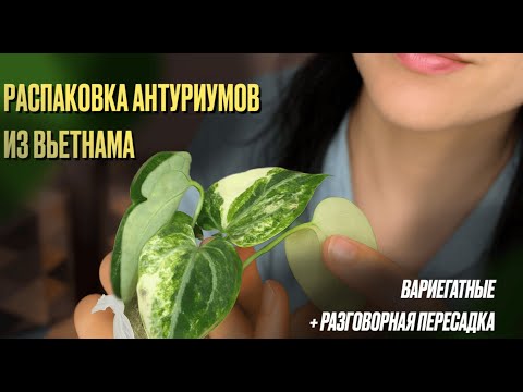 Видео: РАСПАКОВКА АНТУРИУМОВ ИЗ ВЬЕТНАМА. ВАРИЕГАТНЫЕ+РАЗГОВОРНАЯ ПЕРЕСАДКА