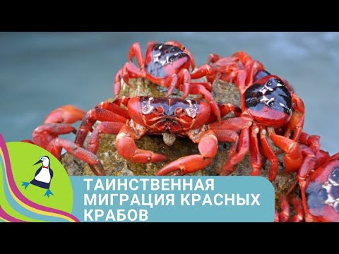 Видео: ✨ОДНА ИЗ ЗАГАДОЧНЫХ ТАЙН ПРИРОДЫ✨Таинственная миграция красных крабов ✨ STARMEDIAKIDS