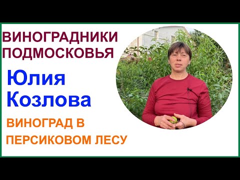 Видео: Виноград, абрикосы и персиковый сад Юлии Козловой. Раменский район.