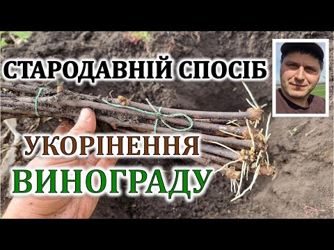 Видео: Стародавній спосіб укорінення винограду