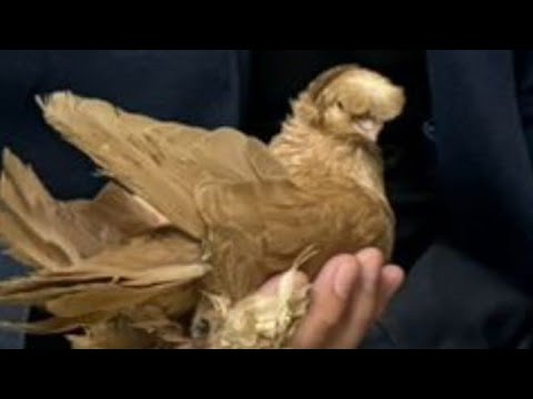 Видео: Узбекские голуби Pigeons الحمام Tauben  merpati کبوتر 鴿子 ハトkaʙūtar güvercinler porumbei 20/05/24