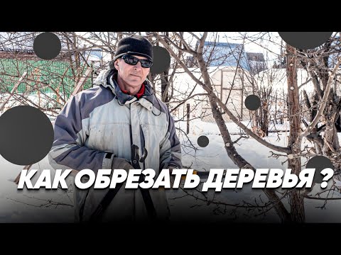 Видео: Как обрезать деревья? ОБРЕЗКА ДЕРЕВЬЕВ Как проводить обрезку плодовых деревьев?