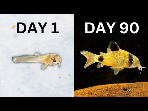 Видео: Как разводить коридорасов | Подробное руководство