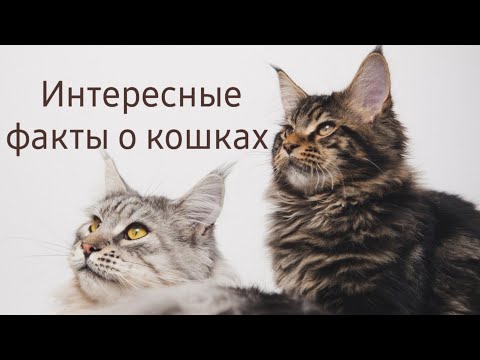 Видео: Кошки. Интересные факты.