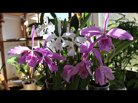 Видео: Праздник Cattleya maxima