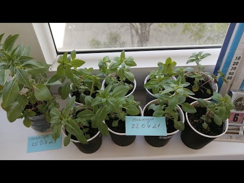 Видео: Годеция. ч.7.2021г. Результаты пикировки 22.04.21 через 2 недели.