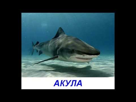Видео: Презентация для детей по Доману - Обитатели моря