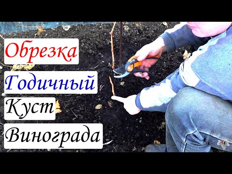 Видео: Обрезка винограда. Годичный куст