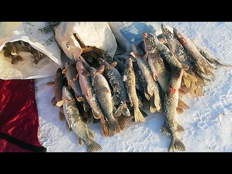 Видео: РЫБАЛКА В ТУРГАЕ, ТОРГАЕ! ЩУКИ КЛЮЁТ НА ЛЕТНИЕ БЛЕСНА И ЖЕРЛИЦЫ НА ЖИВЦА, ЛОВИМ В КАЗАХСТАНЕ!