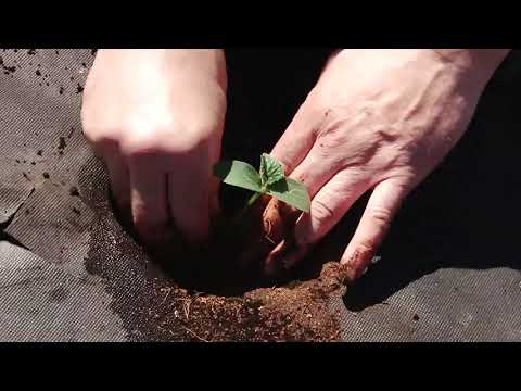 Видео: Высаживаем огурцы на грядку из спанбонда