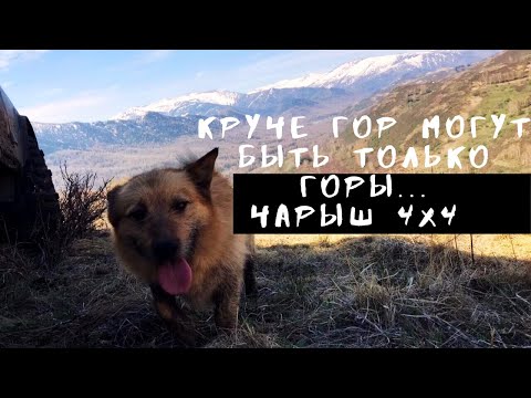 Видео: Приключения в Чарышских горах часть 1 | Дорога до реки Иня | Брод реки Ионыш