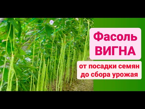 Видео: ФАСОЛЬ ВИГНА! Как вырастить? От посадки семян до сбора урожая! Дача Удачи