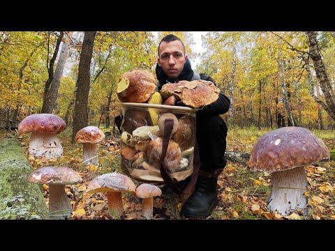 Видео: Золота Осінь — Безкінечна Грибна Казка🍁✨ Білі Гриби у жовтні 2025🌲🍄‍🟫